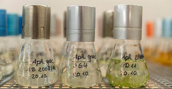 The glass flask provides perfect living conditions for the algae.