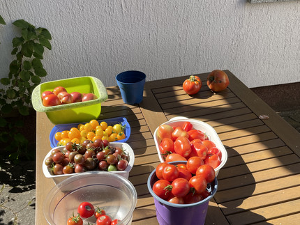 Schalen mit verschiedenen Tomaten von rot bis gelb und lila