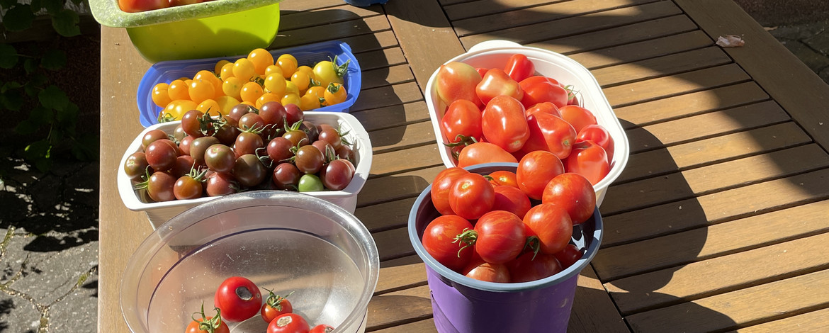 Schalen mit verschiedenen Tomaten von rot bis gelb und lila