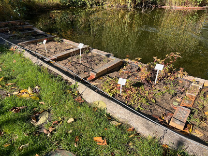 bröckelnder Teichrand aus Beton und Steinen