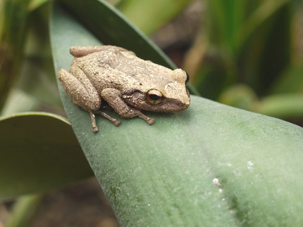 Pfeifffrosch auf einem Blatt