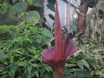 rotbraune Blüte von einem Stinkkolben