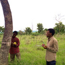 Measuring trees in Ghana
