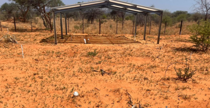 Vegetation emergence from dry soil in the surroundings of a rainout shelter