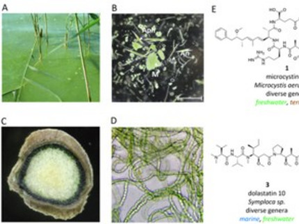 Abbildungen A bis E. Sowohl aquatische (A, B) als auch terrestrische (C, D) Cyanobakterien produzieren eine Vielzahl von bioaktiven Sekundärmetaboliten (E), darunter potente Umwelttoxine wie Microcystin und Saxitoxin und potente Wirkstoffe mit pharmazeutischem Potential wie Dolastatin, Cryptophycin und Hapalindole.