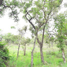 Trees to measure in Ghana