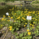 a flower bed in front of a pond