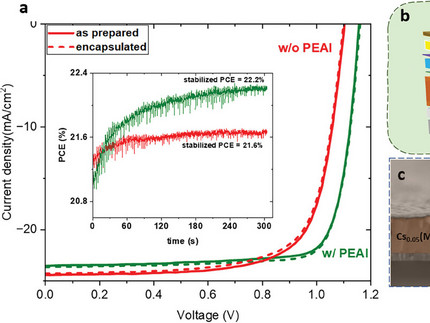 Figure 1 of Seid Small 2024