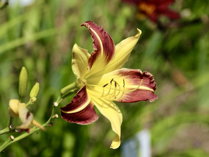 handtellergroße Blüte mit 3 gelben und 3 braunen Blütenblättern