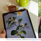 Hände mit iPads und darin abgebildeten 3d-Modellen von Teepflanze und Walnuss