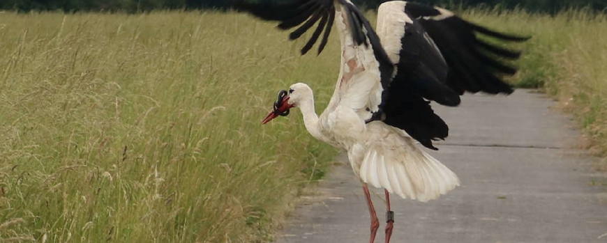 Diversität in der Aue Storch mit einer Schlange um den Hals