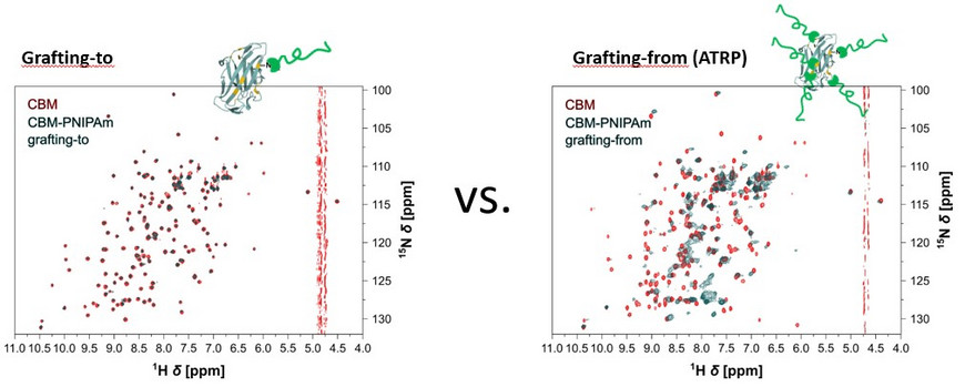 Vergleich zweier NMR-Spektren von Protein-Polymer-Konjugaten, die durch grafting-to und grafting-from synthetisiert wurden