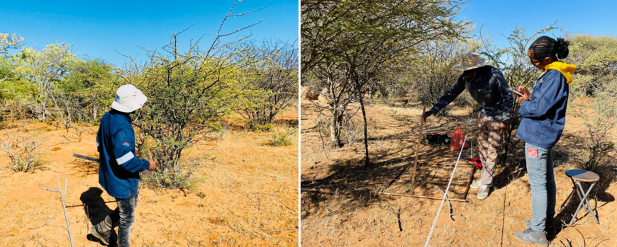 Researchers collecting vegetation data from a plot located in a savanna rangeland