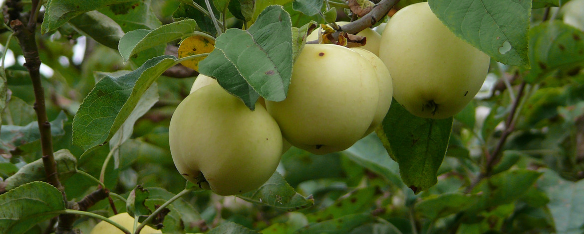 Äpfel am Baum - 