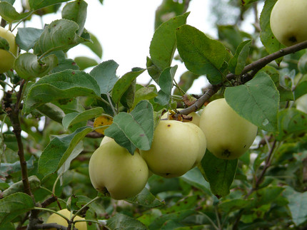 Äpfel am Baum