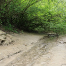 Lech floodplain with willows and mud