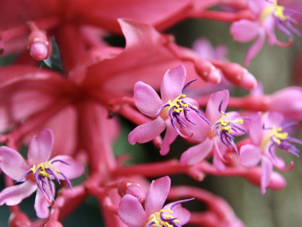 hellrote Einzelblüte an einer Rispe