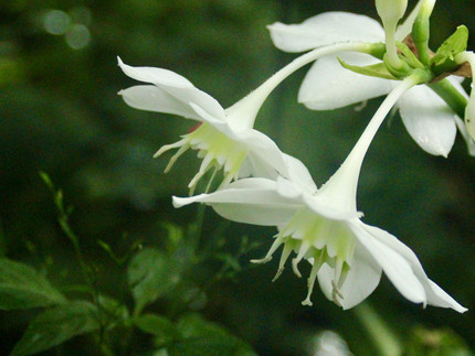 weiße, weit geöffnete Blüten, die wie offene Glöckchen herabhängen