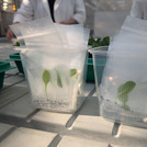 plant in bags in boxes