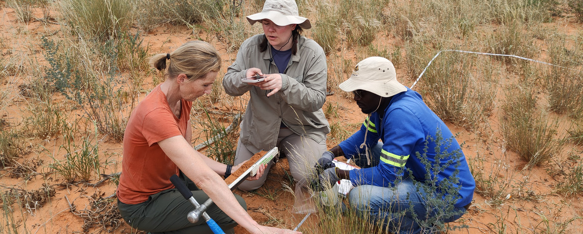 Three people collecting a soil core in a dry savanna rangeland