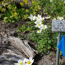 a plant information chart with a blue cloth in front of flowers