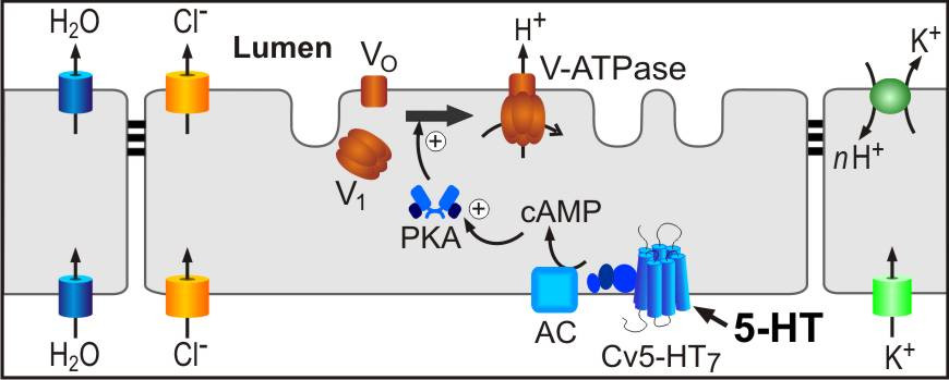 V Atpase Forschung Mikroskopie Apl Prof Dr Otto Baumann Universitat Potsdam